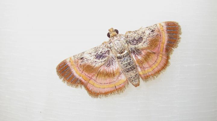 One of the Studied Moth Species Spreading Its Wings