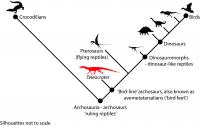 Phylogenetic Relationships