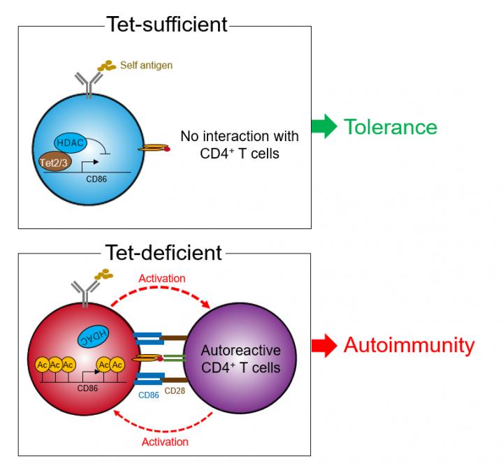 Tet-Mediated B Cell Tolerance