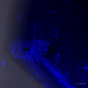 Microbes on a piece of plastic, visible through a confocal laser scanning microscope. The size of image is approximately 1mm.