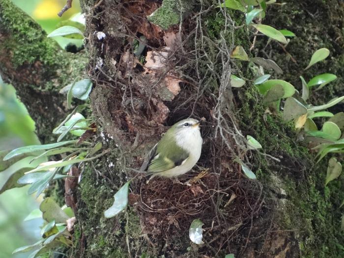 Titipounamu at nest.