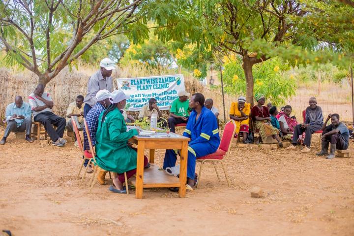 Plantwise plant clinic in Zambia