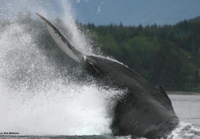 Pacific Humpback Whale Abundance Higher in British Columbia