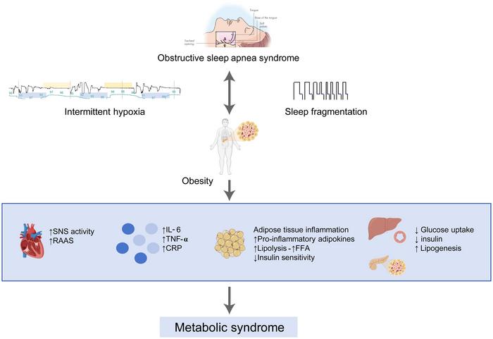 Putative mechanisms connecting obstructive sleep apnea (OSA), obesity, and metabolic syndrome (MetS)