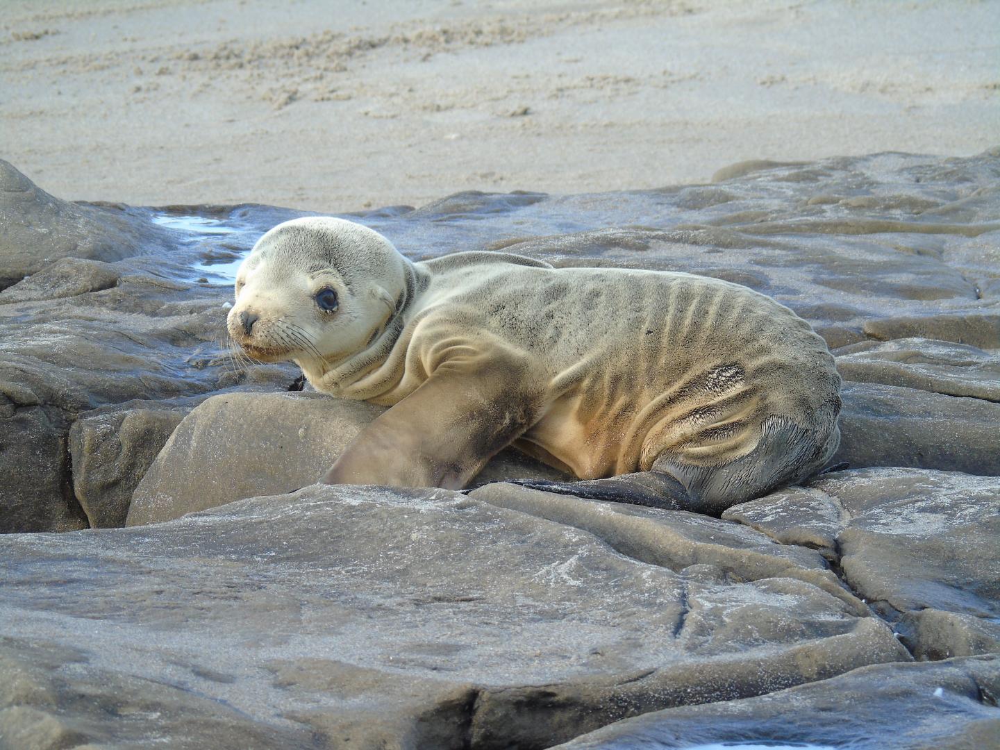 Sea Lion Pup [IMAGE] EurekAlert! Science News Releases