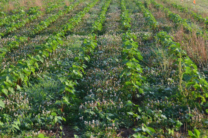 Cotton being grown in a living white clover cover crop