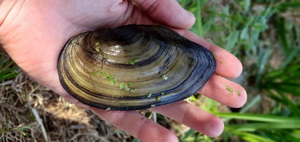 Swan mussel, Anodonta cygnea