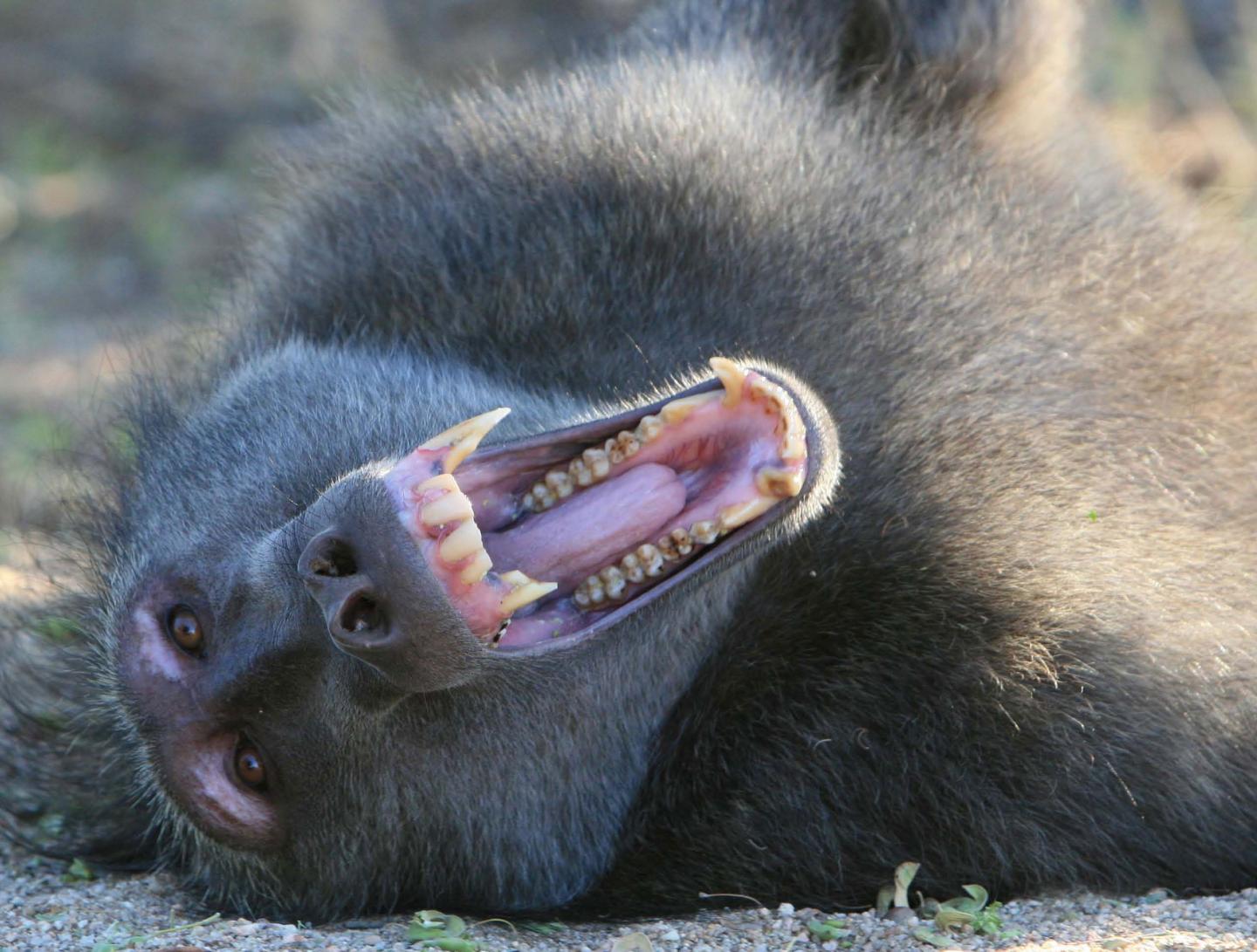 Male Baboon Displaying Canines