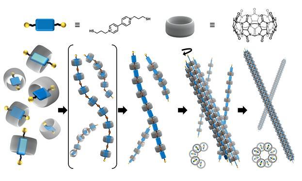 Hierarchical Self-Assembly of Polypseudorotaxanes into Artificial Microtubules