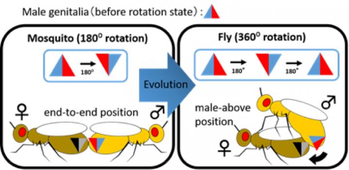 Cooperative Evolution