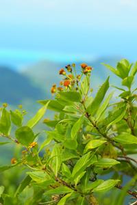 Another member of the Asteraceae family is Bidens mooreensis which grows high on the ridges of Moorea Island in Polynesia. This species belongs to the genus known as Bidens – the largest group of the Asteraceae family on oceanic islands.