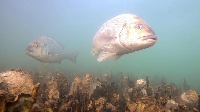 Black bream and Pacific oysters in the Port River, South Australia