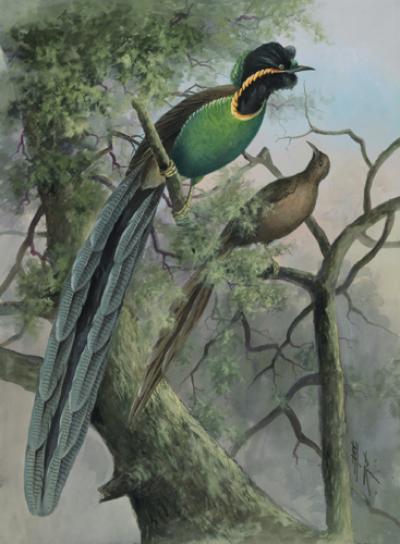 Male and Female Huan astrapia Bird-of-Paradise