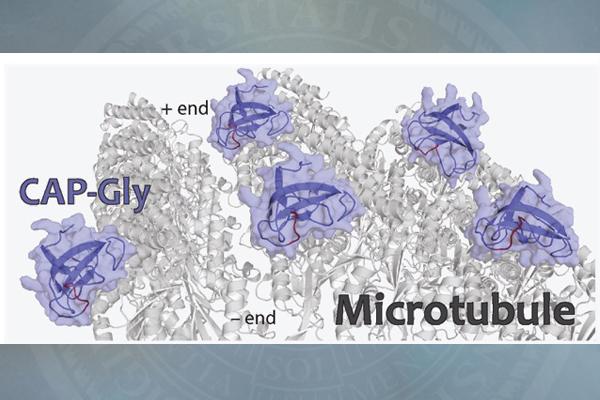 CAP-Gly Protein Docked onto Microtubules