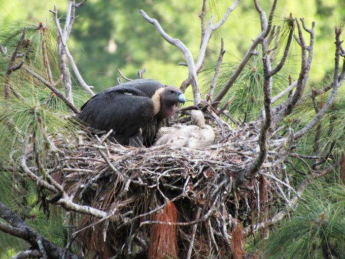 Adult white-rumped vulture with newly hatched chick