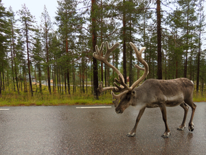 Male reindeer walking on a national road in Jämtland, Sweden. Photo: Marianne Stoessel/Stockholm University.