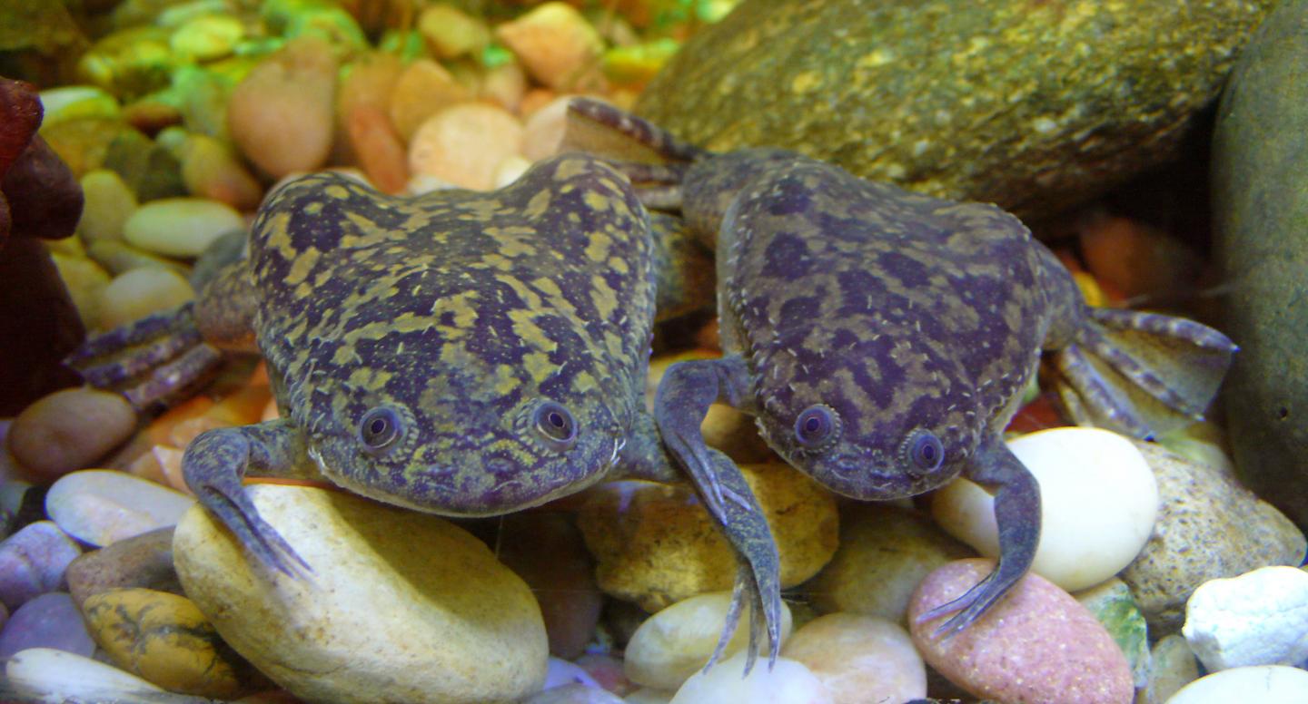 African Clawed Frogs