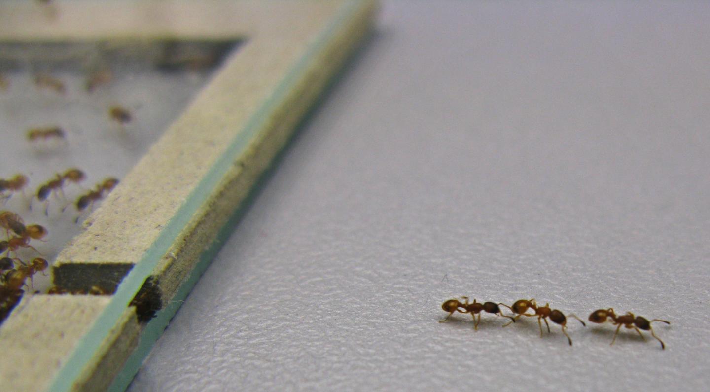 Ants Leading Their Colony-Mates to a New Nest Using Tandem Runs