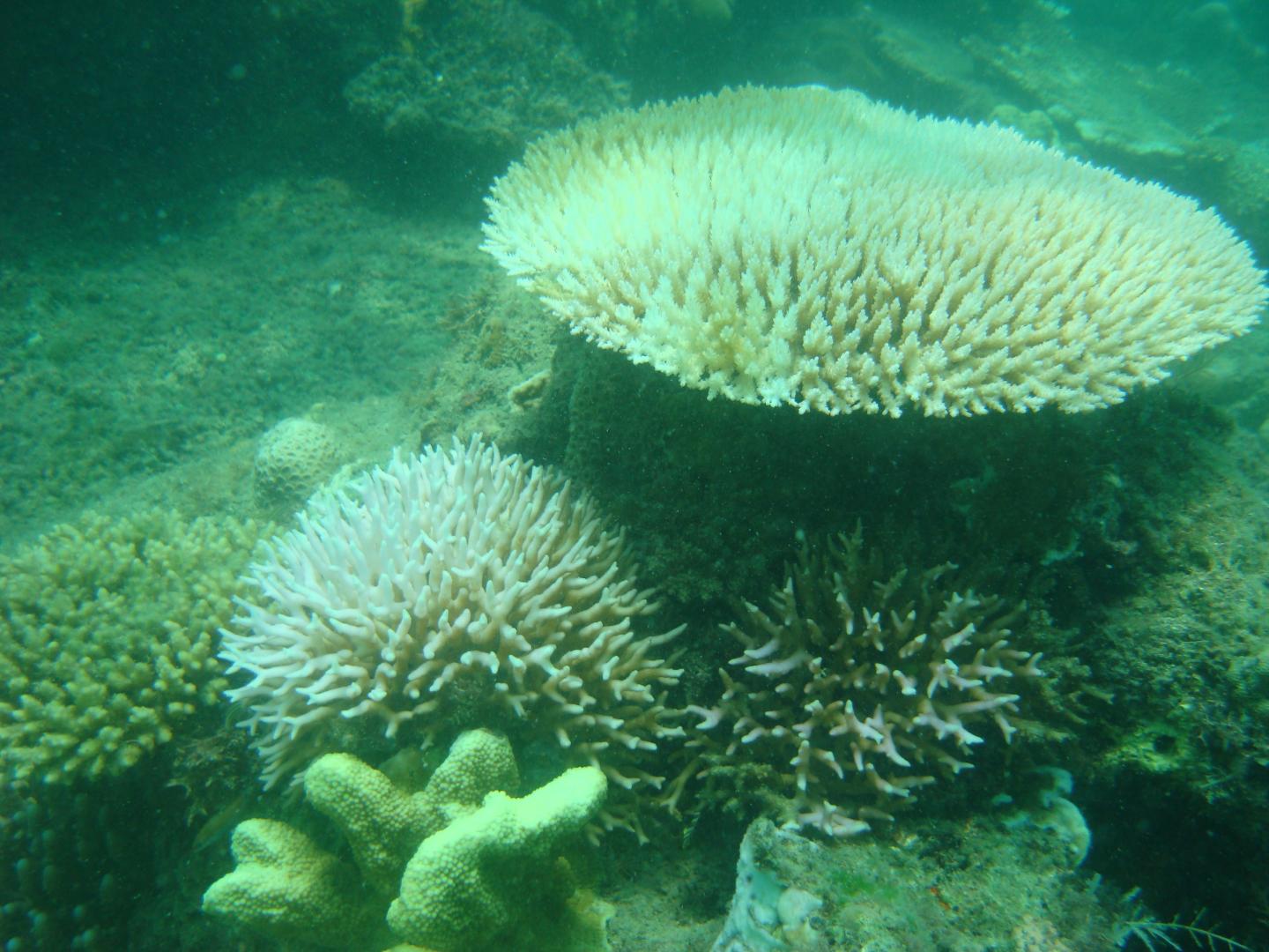Corals May Have it Made in the Shade