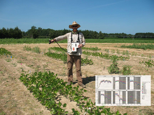 Collection of proximal hyperspectral remote sensing data in soybeans collected by Nicholas Basinger, Clinton, NC. Photo credit: Anna Wyngaarden.