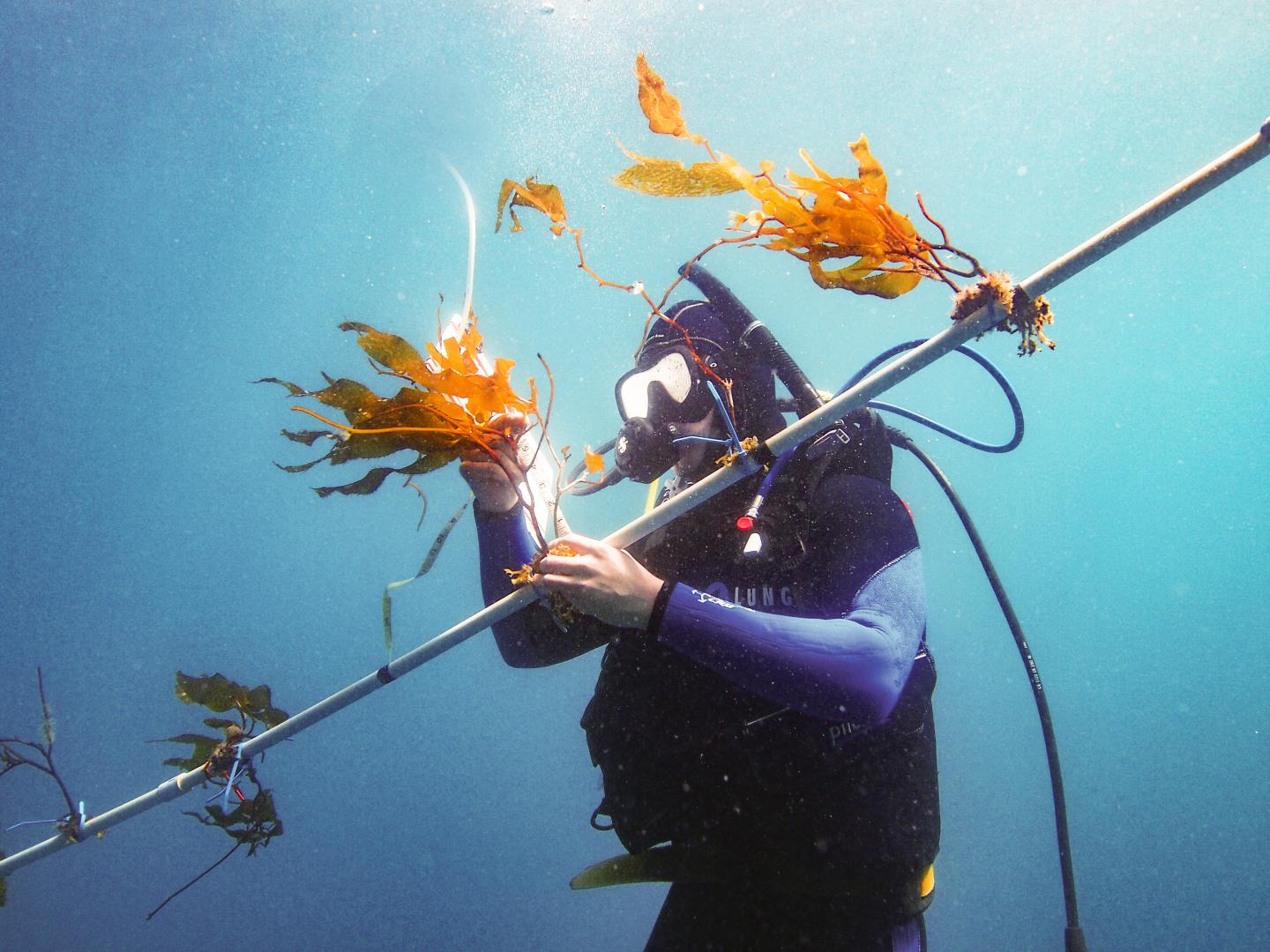 Kelp elevator