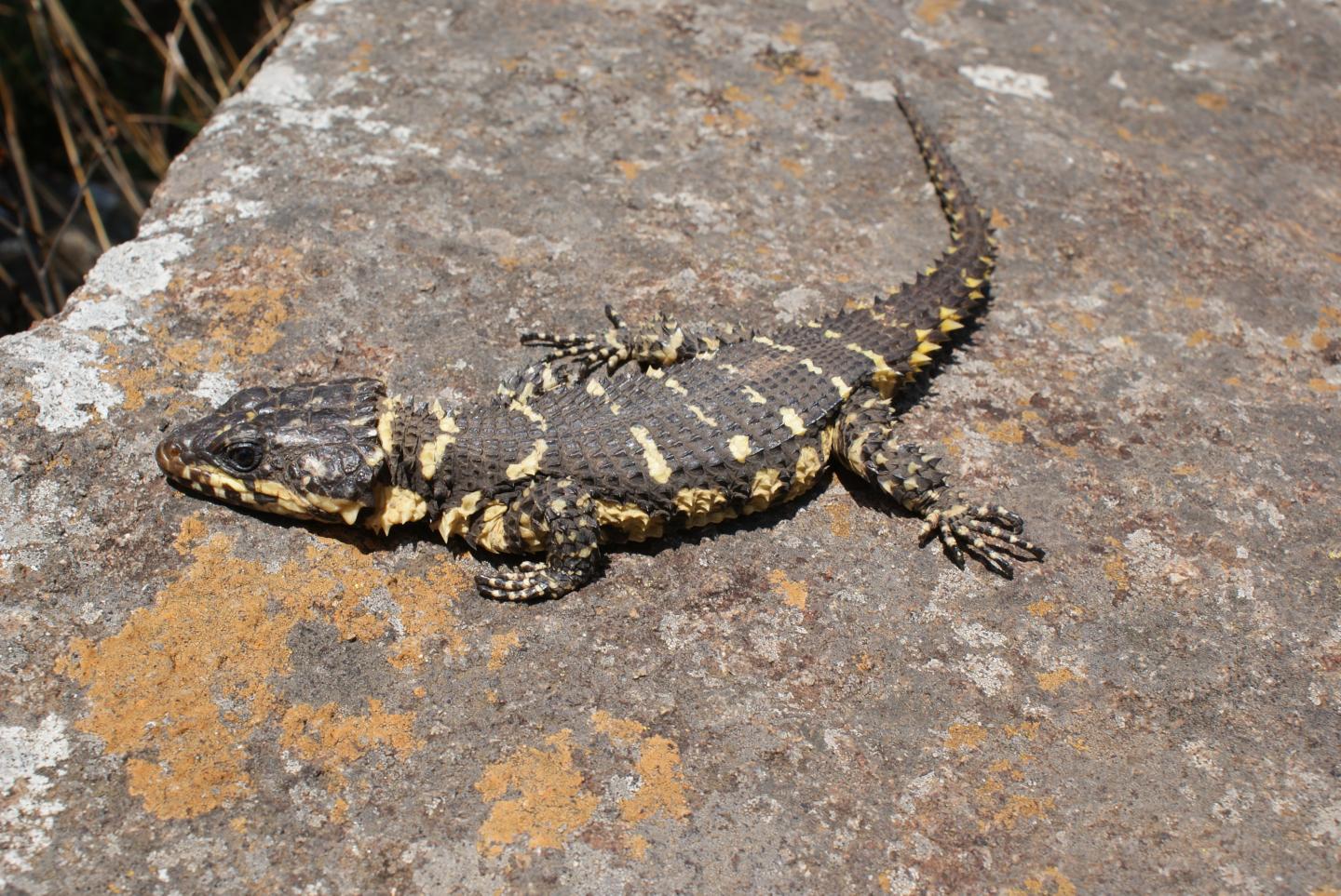 Smaug Lizard Group Gets New Species