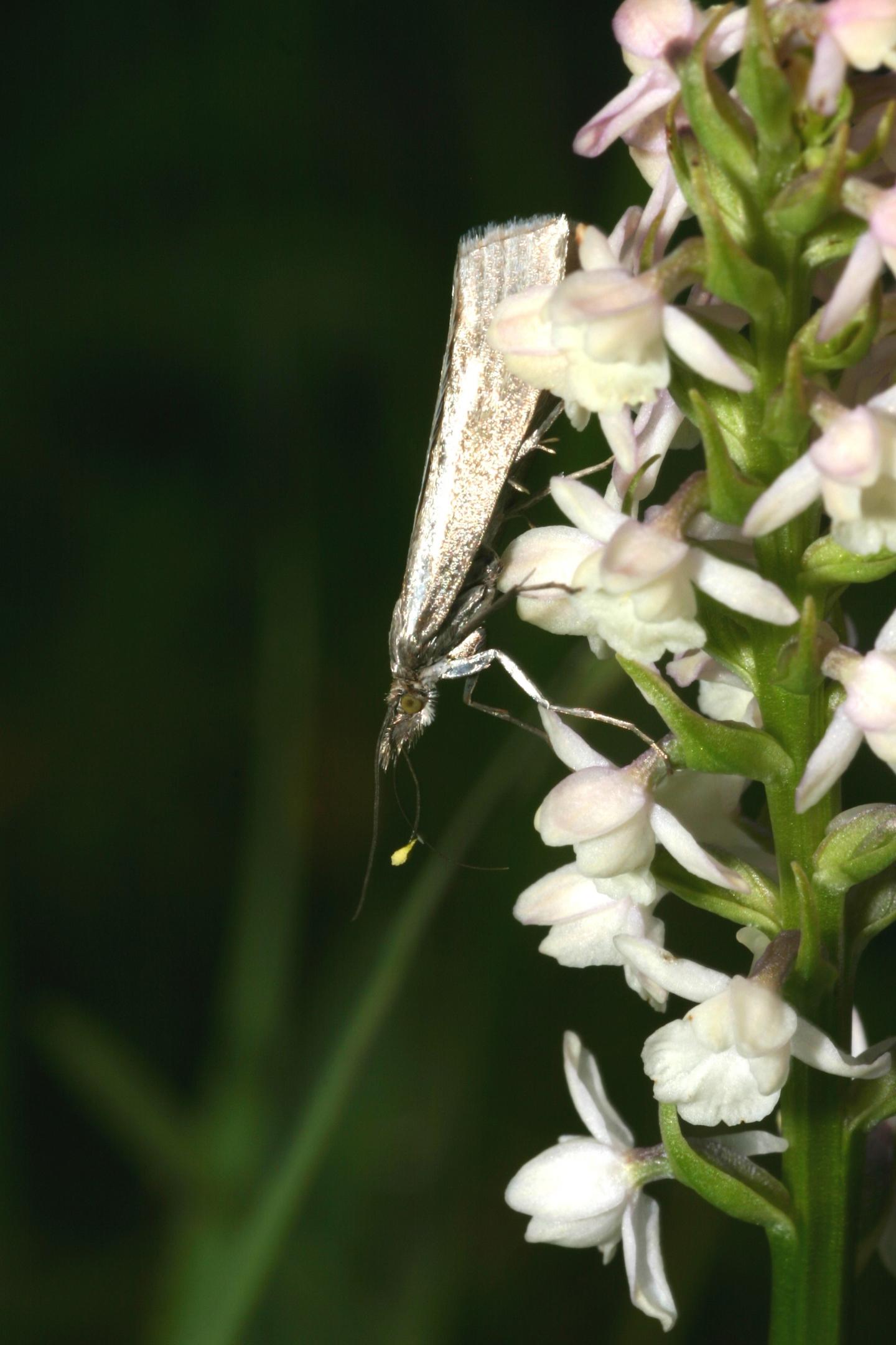 Orchid's Scent Stronger in Swiss Lowlands than Mountains