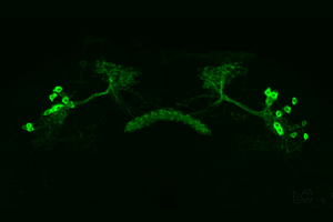 Fruit fly dorsal fan-shaped body