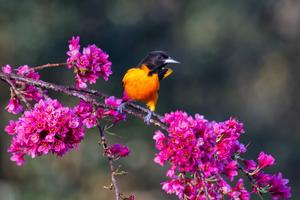 Baltimore Oriole