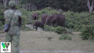 Counting forest elephants