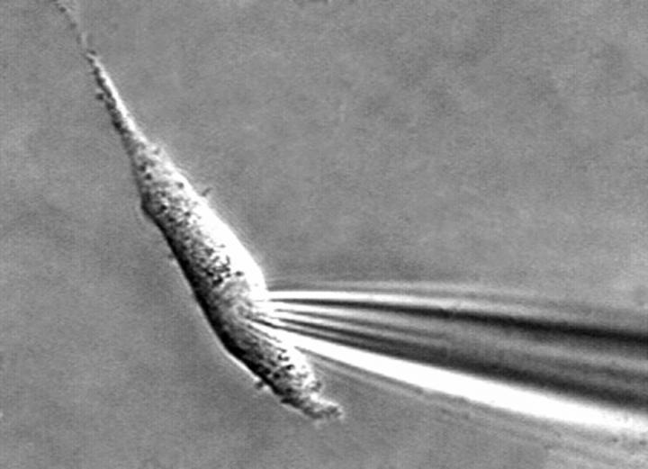 Image of a cell "ruptured" by a fire-polished micropipette