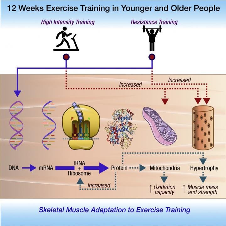 interval training diagram