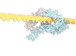 FANCD2-FANCI protein complex clamping DNA