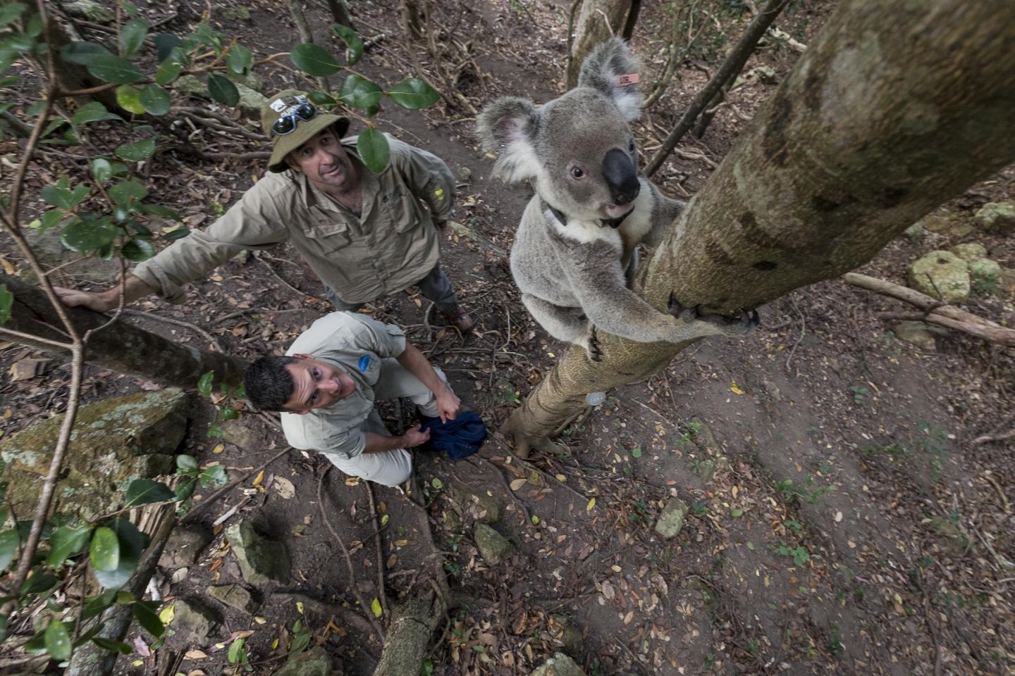 Male Koalas Raise their Voices to Avoid Conflict