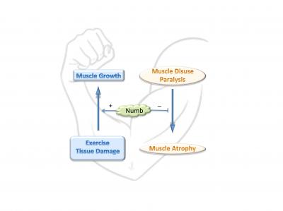 The Numb Gene Suppresses Myostatin