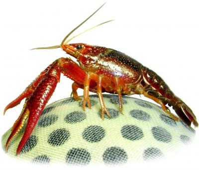 What Does a Crayfish on a Treadmill Have in Mind? (1 of 3)