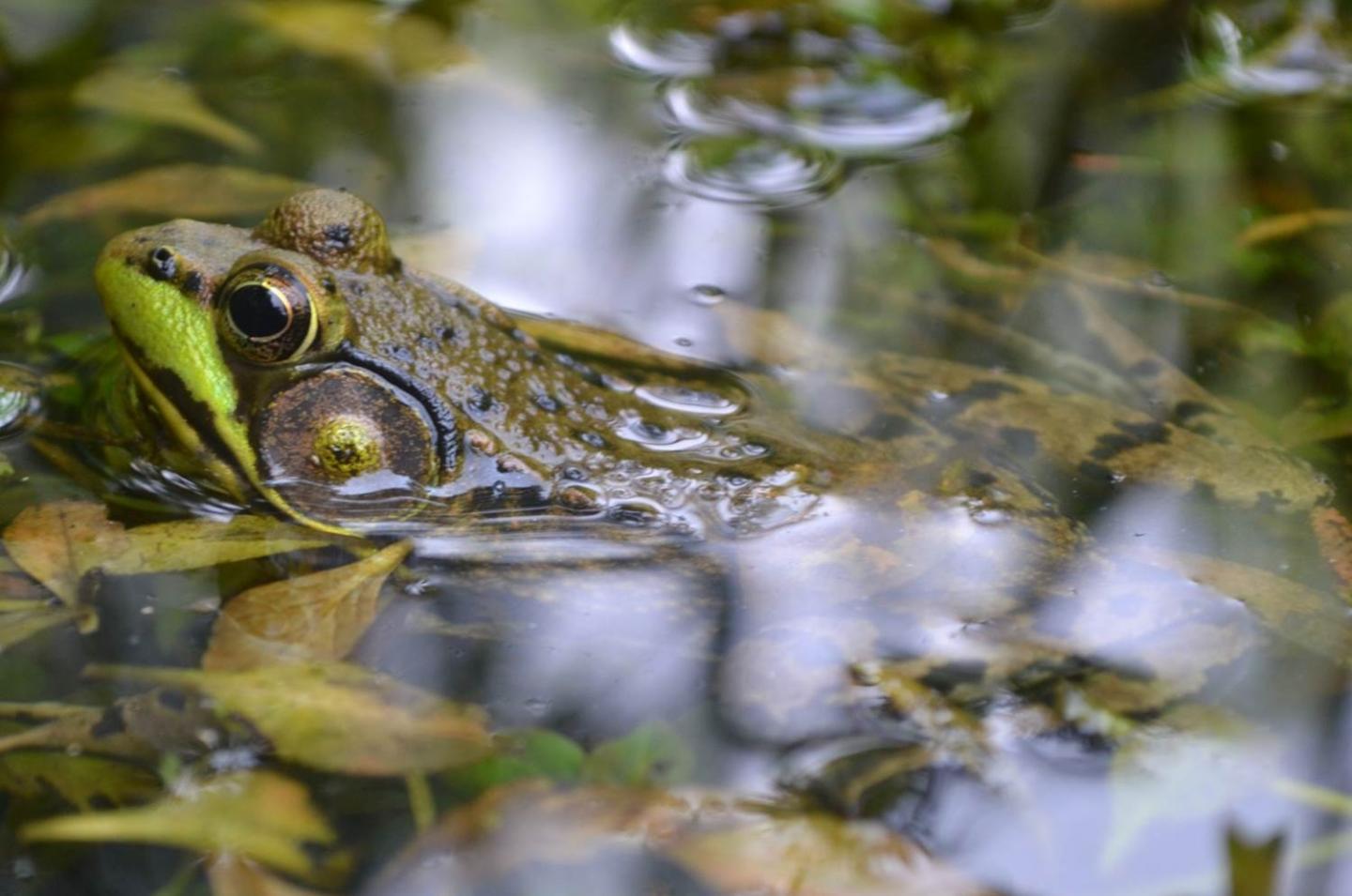 Rana clamitans green frog