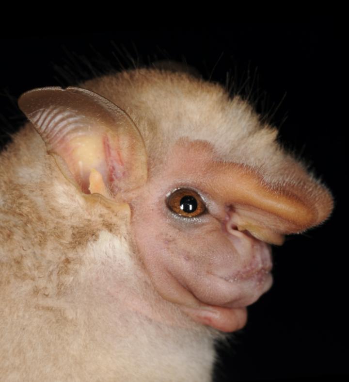 visored bat by marco tschapka