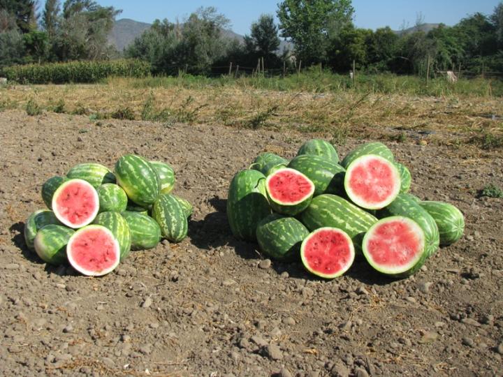 Grafting Increases Chilean-Grown Watermelon Yield, Quality