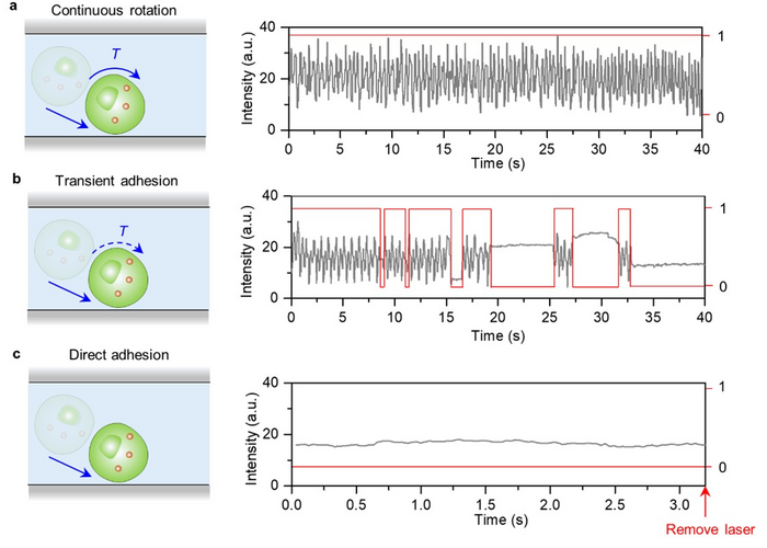 Fig. 2 Three cell behaviors ob [IMAGE] EurekAlert! Science News Releases
