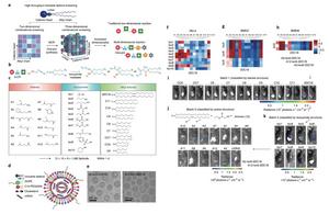 Fig. 3 High-throughput screening of the 3-component ionizable lipidoids facilitates the potent mRNA delivery in vitro and in vivo.