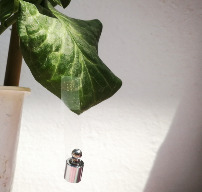 A biodegradable version of velcro