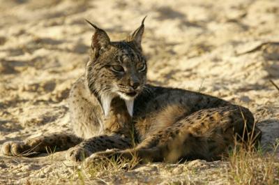Iberian Lynx (<i>Lynx pardinus</i>)