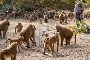 A male guinea baboon has been taught how to operate the feeder. This skill makes him attractive to females in the short term, while the males of the group remain unimpressed, although they also benefit from the extra food.