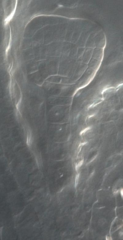 <I>Arabidopsis thaliana</I>