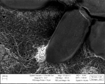 Nantubes Interact with E. Coli