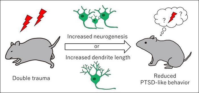 Neuron formation and growth impacts trauma memory