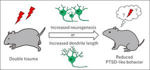 Neuron formation and growth impacts trauma memory