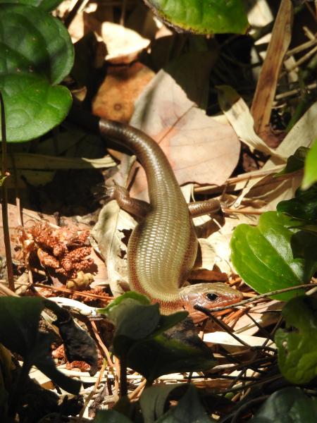 Okada's five-lined skink