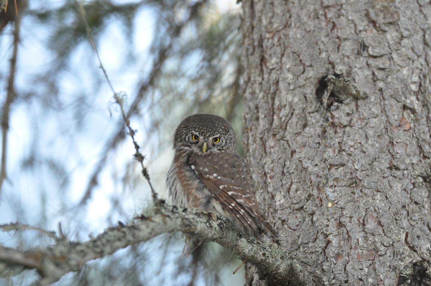 Pygmy Owl